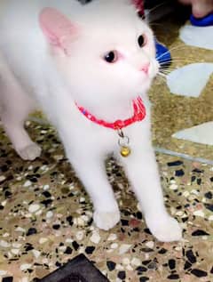 1 coot femail cat. .  tlittle train.  urgently sale 03335553940