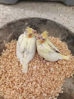 2. COMON WHITE COCKTAIL CHICKS BEST FOR TAMED PURPOSE -1500PER PIECE