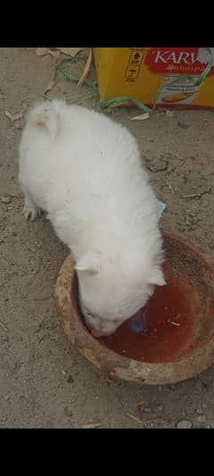 Russian pink nose triple coat puppies for new home