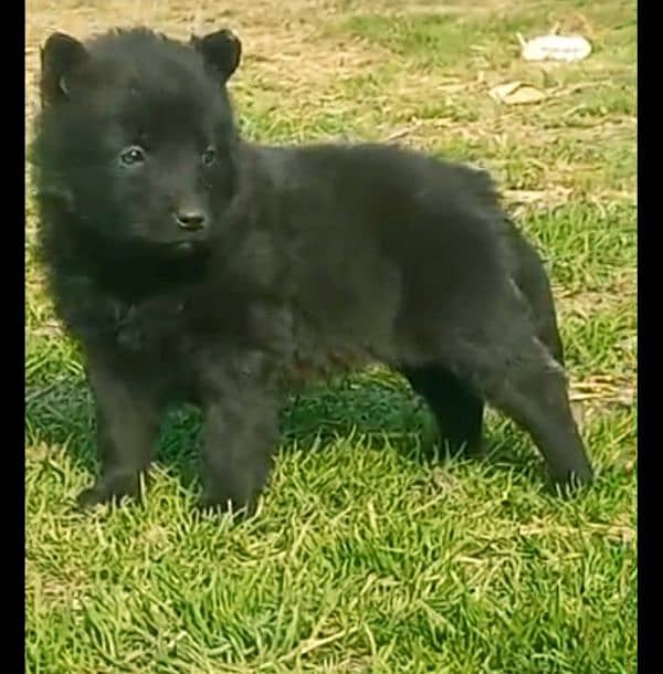 Black German Shepherd Mail to long Further 2 Moth for Sale 0