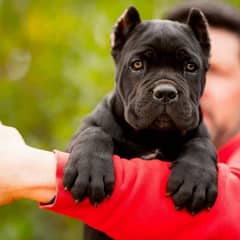 cane corso dogs and puppies / import from russia 03704956262