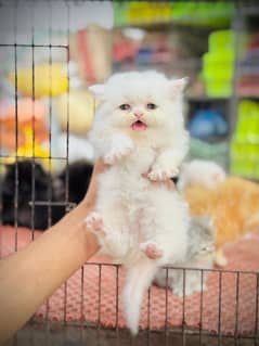 white cat/Punch face Kittens|persian cat|cute|tripple|fluffy kitty