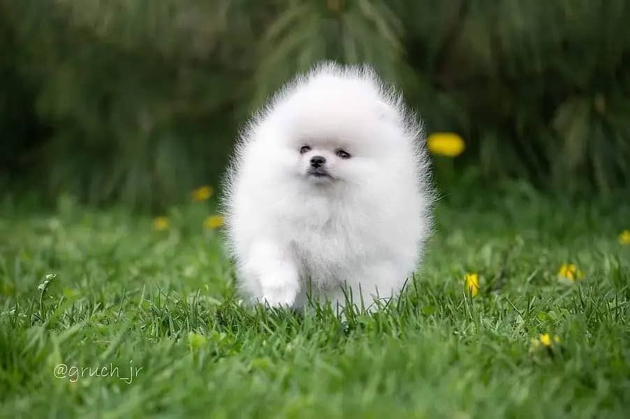 Pomeranian dogs and puppies / import from russia 03704956262 1