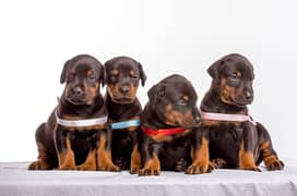 Doberman dogs and puppies / import from russia 03704956262