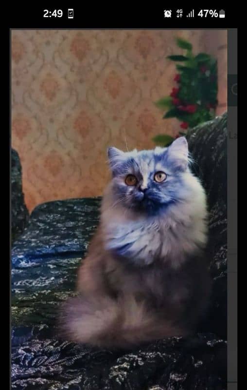 Persian semi punch female 2