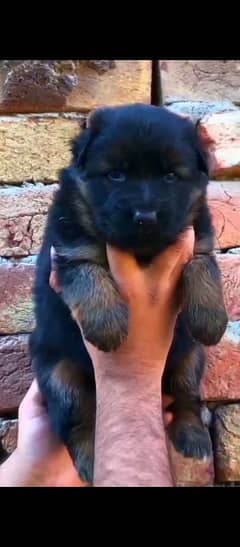 Black Mask German shepherd pup Pink Pedigree