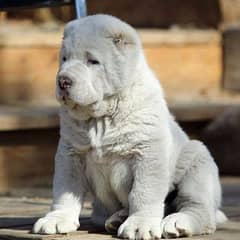 King Alabai dogs and puppies / import from russia 03704956262