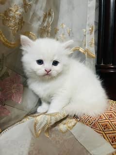 persian | Persion cat | Triple coated cat | persian Cat for sale