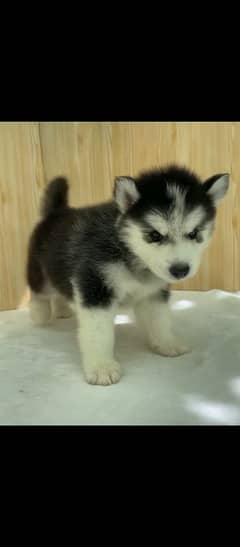 Siberian husky puppies for sale dogs