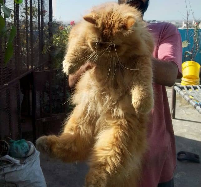 Persian Punch face Bigg size Male 0