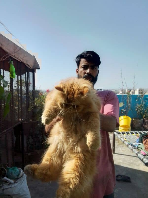 Persian Punch face Bigg size Male 5