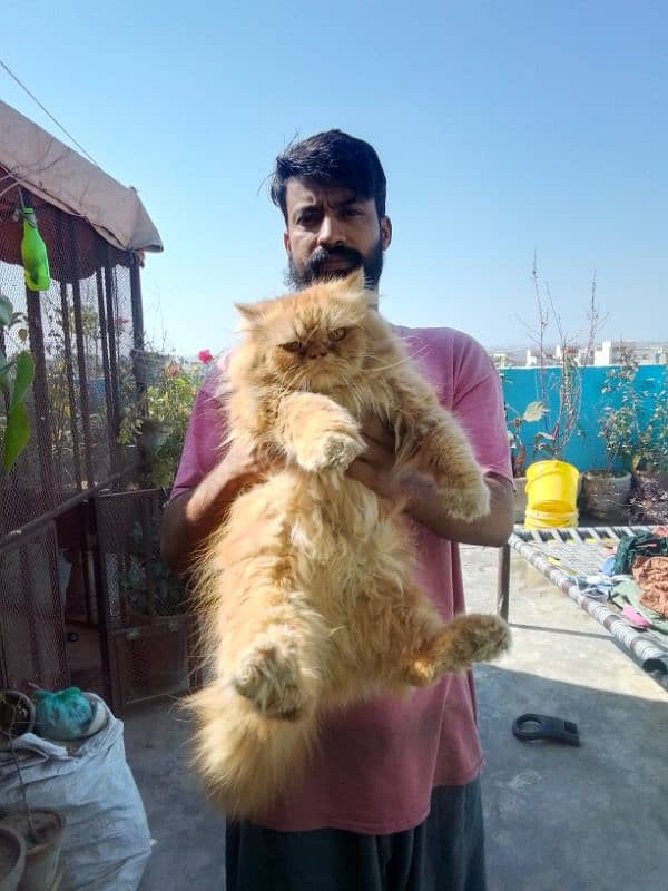 Persian Punch face Bigg size Male 6