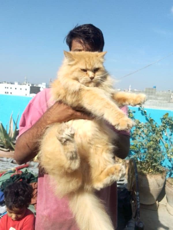 Persian Punch face Bigg size Male 10