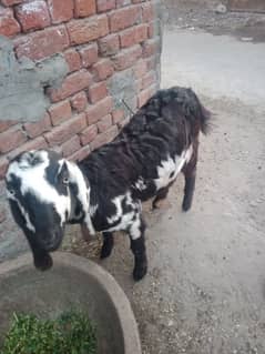 Female Goat for Sale