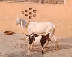 Bakri