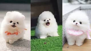 Pomeranian dogs and puppies / import from russia 03704956262