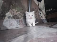 Persian kitten  age one mounth