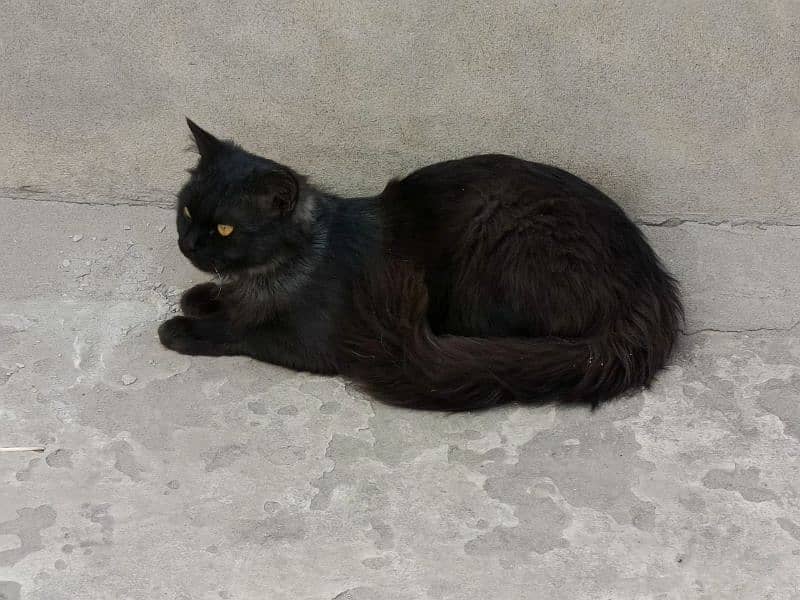 Triple-Coat Persian black Cat for Sale – 6 Months Old" 0