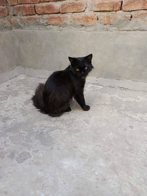 Triple-Coat Persian black Cat for Sale – 6 Months Old" 1