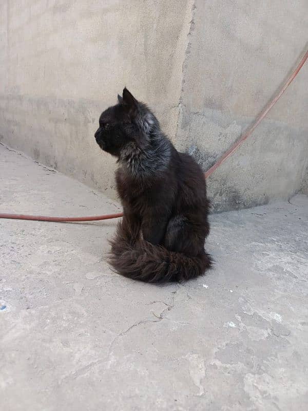 Triple-Coat Persian black Cat for Sale – 6 Months Old" 2