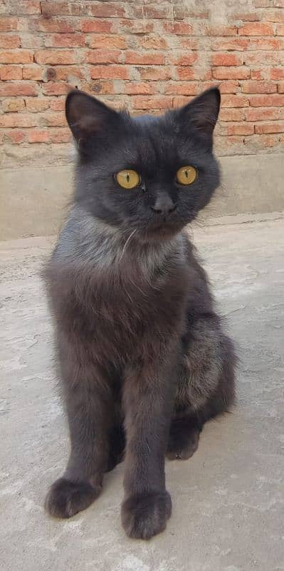 Triple-Coat Persian black Cat for Sale – 6 Months Old" 3