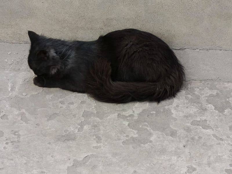 Triple-Coat Persian black Cat for Sale – 6 Months Old" 4