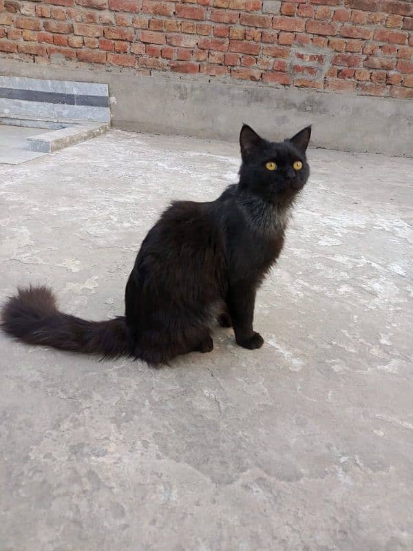 Triple-Coat Persian black Cat for Sale – 6 Months Old" 5