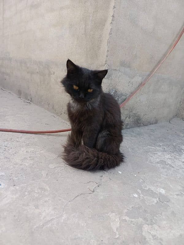 Triple-Coat Persian black Cat for Sale – 6 Months Old" 6