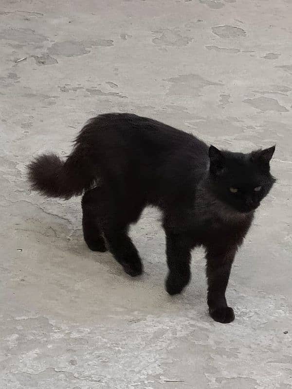 Triple-Coat Persian black Cat for Sale – 6 Months Old" 7