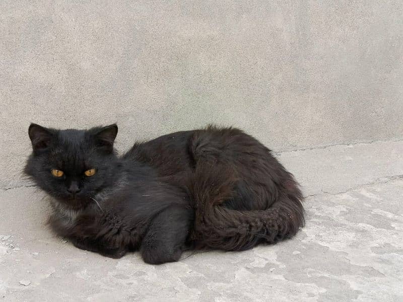 Triple-Coat Persian black Cat for Sale – 6 Months Old" 8