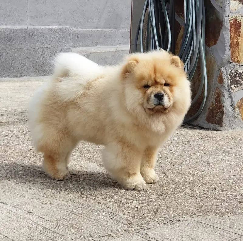 chow chow dogs and puppies / import from russia 03704956262 2