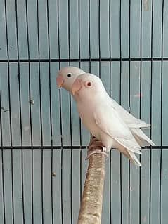 Cremino decino DNA pair Albino Red Ayes with DNA Breeder