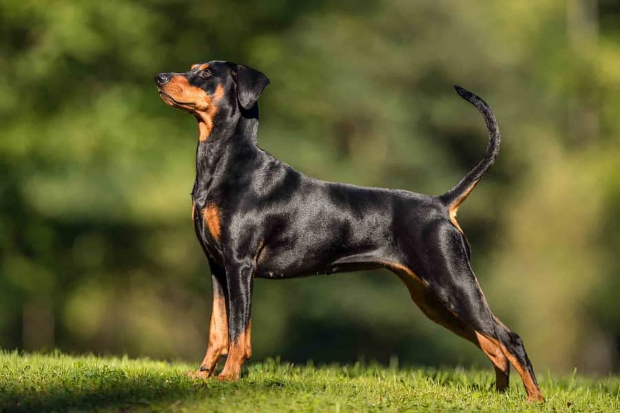 doberman dogs and puppies / import from russia 03704956262 1