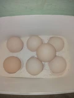 Aseel eggs for sale 03124499315 cntct nmb