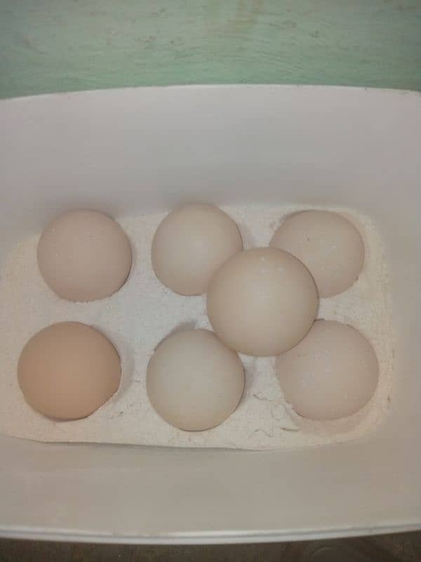 Aseel eggs for sale 03124499315 cntct nmb 0