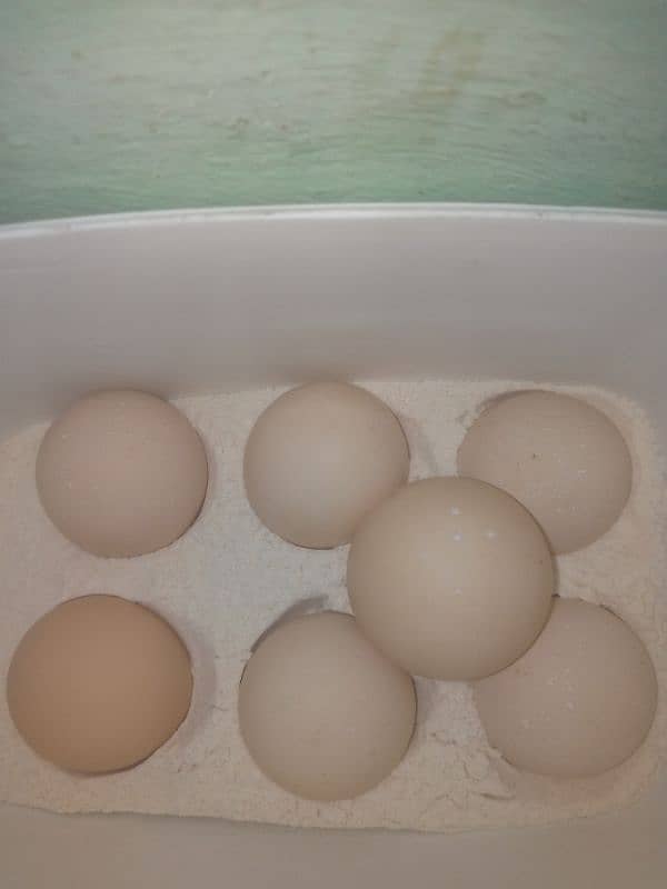 Aseel eggs for sale 03124499315 cntct nmb 1