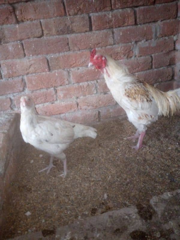 Aseel eggs for sale 03124499315 cntct nmb 2