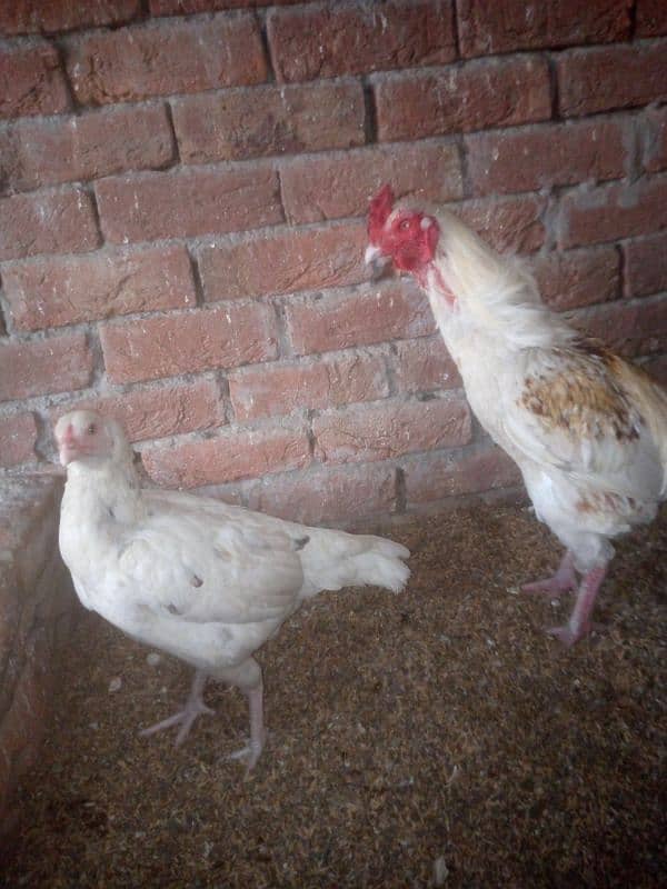 Aseel eggs for sale 03124499315 cntct nmb 3