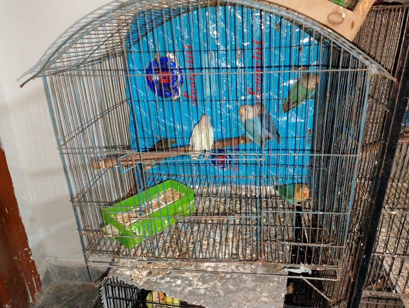 Birds Cages and used accessories 1