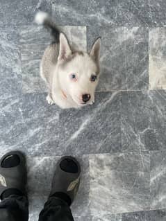 husky male pup 2 months old playful and active