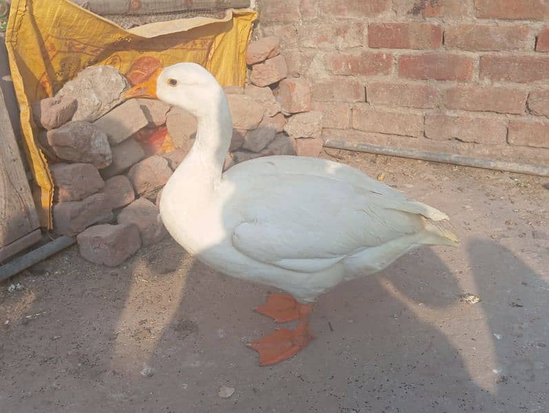 Female Duck 0