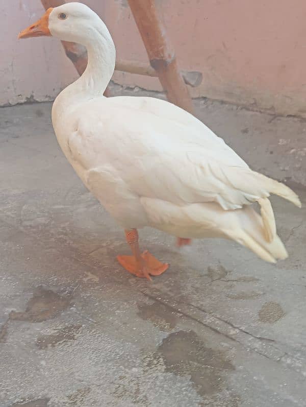 Female Duck 3