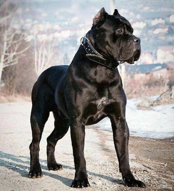 cane corso dogs and puppies / import from russia 03704956262 1