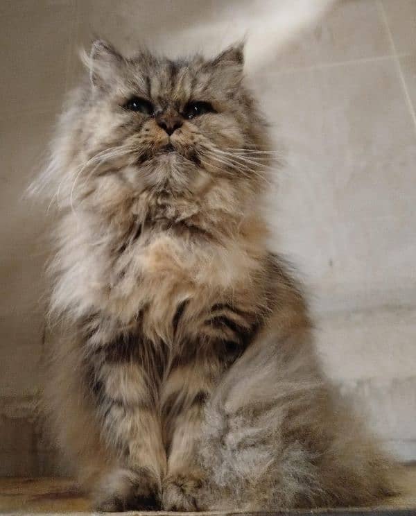 persian cat 0