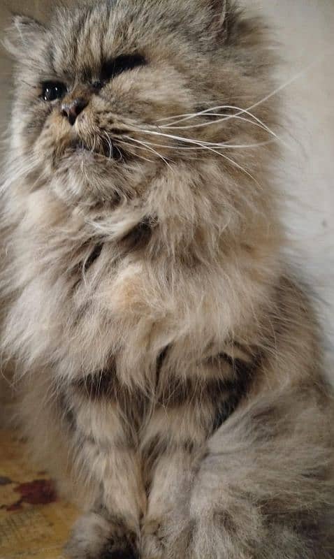 persian cat 1