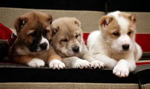 king alabai dogs and puppies / import from russia 03704956262