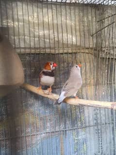 Mutation Finch Bird  WhatsApp number 03432598803