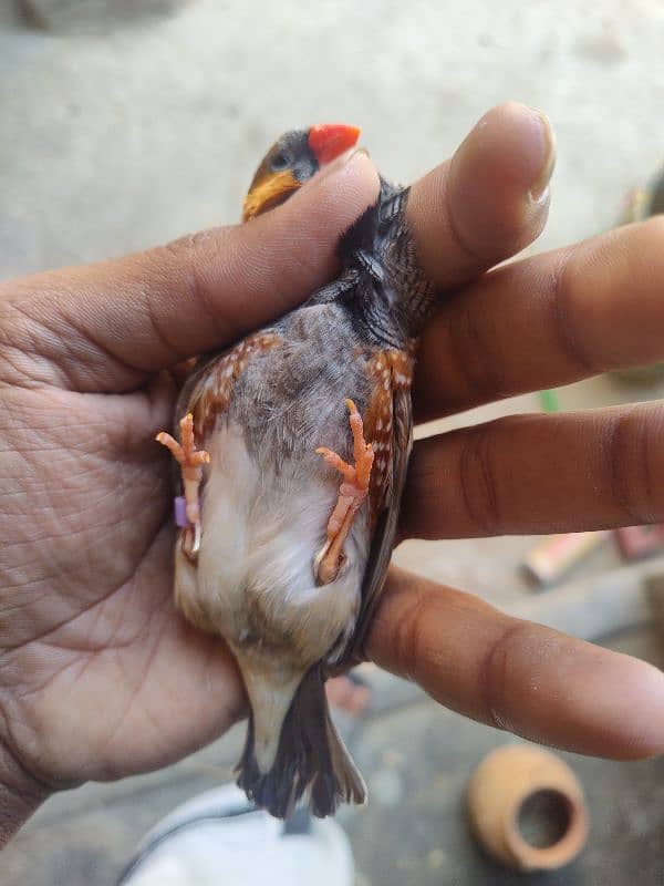 Mutation Finch Bird  WhatsApp number 03432598803 1