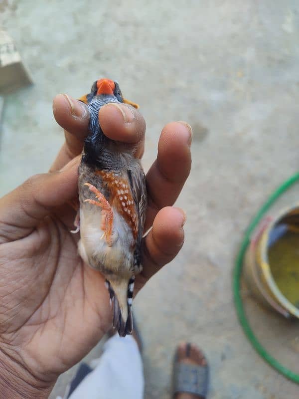 Mutation Finch Bird  WhatsApp number 03432598803 4