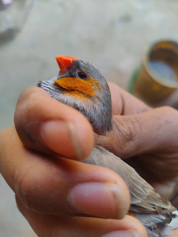 Mutation Finch Bird  WhatsApp number 03432598803 5